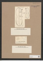 Navicula bombiformis Grun. (de-Toni-Nr.: Genus 1) Zeichnungen Sammlung Grunow Nr. 1343 (NHMW-BOT-W0368279)